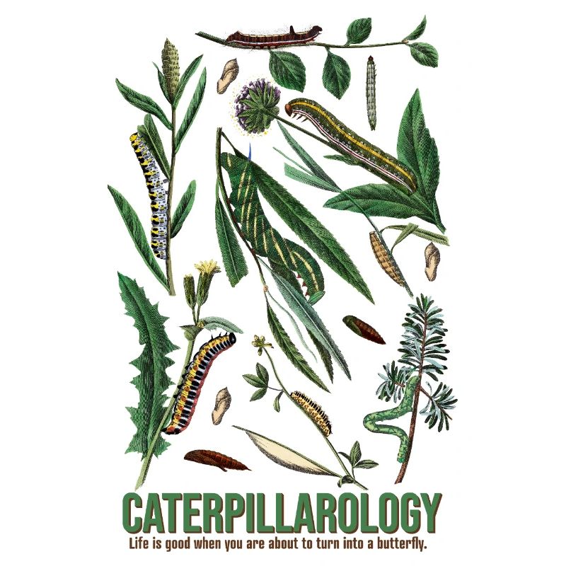 Caterpillarology Nature Study