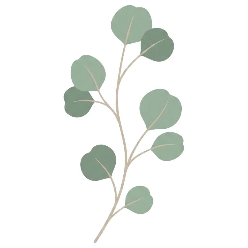 Rameau de feuille d’eucalyptus