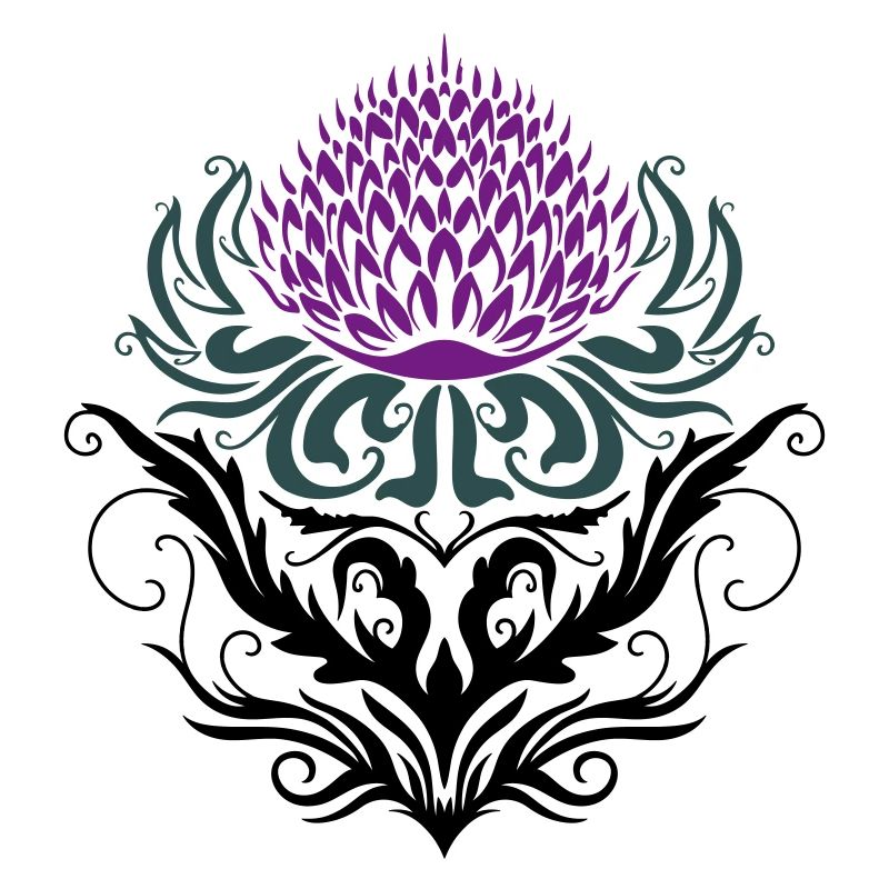 Chardon pourpre Chardon