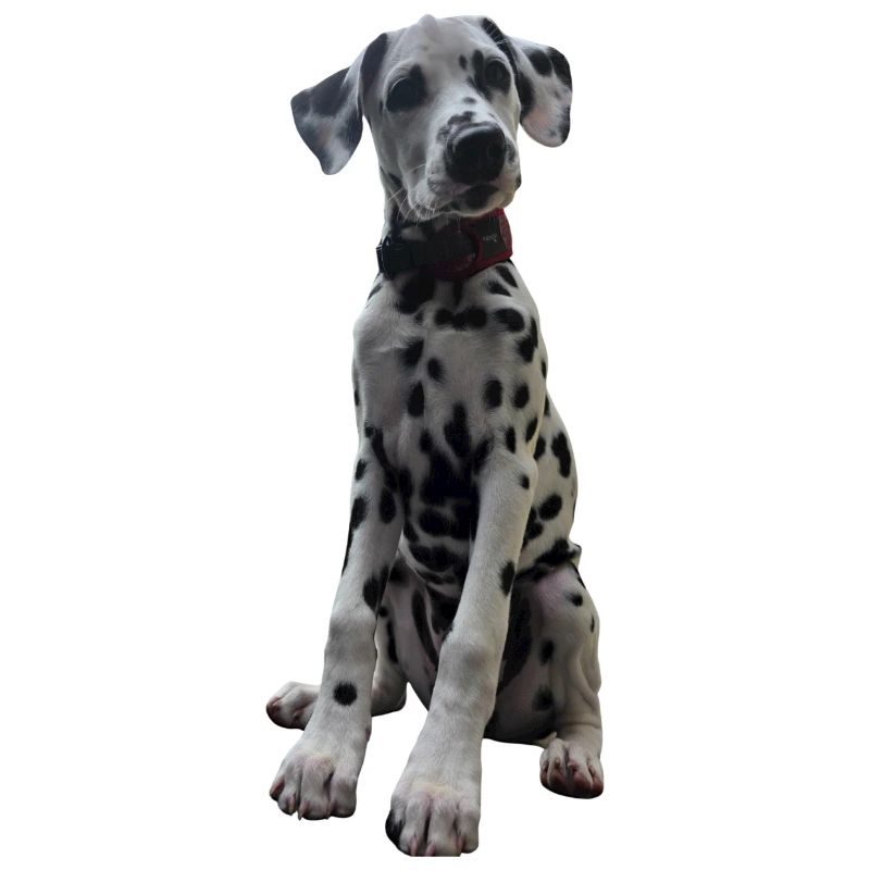 Dalmatian Puppy Pattern Contrast
