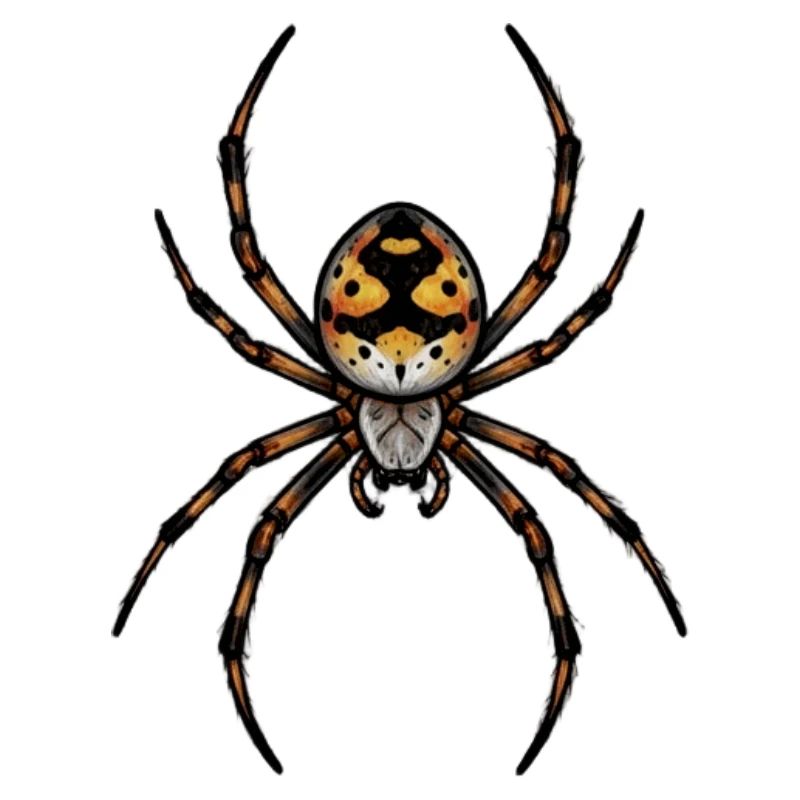 Petite araignée