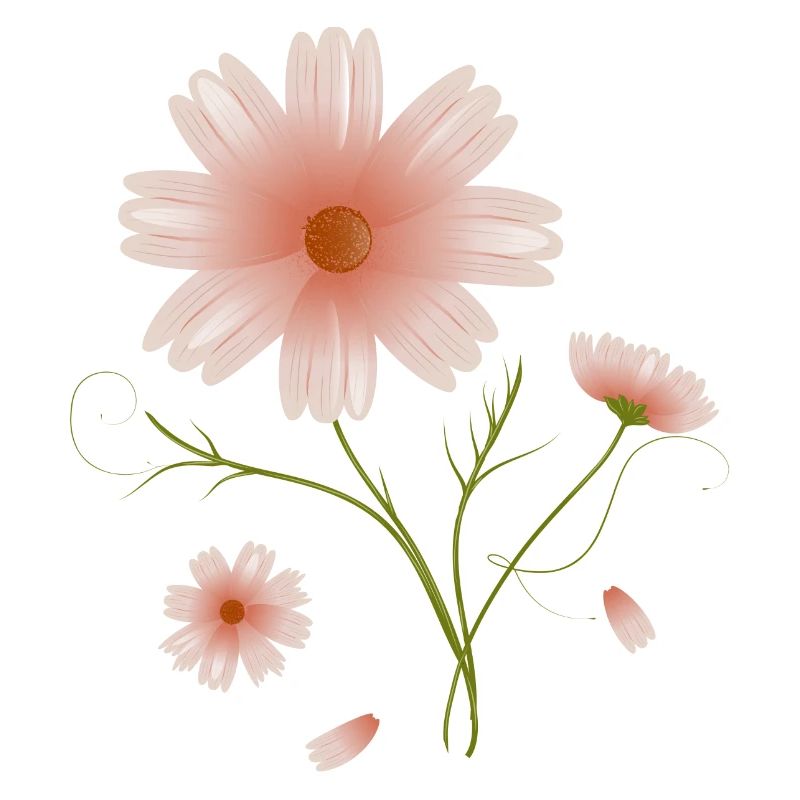 belle illustration de fleurs roses de fleur de cosmea