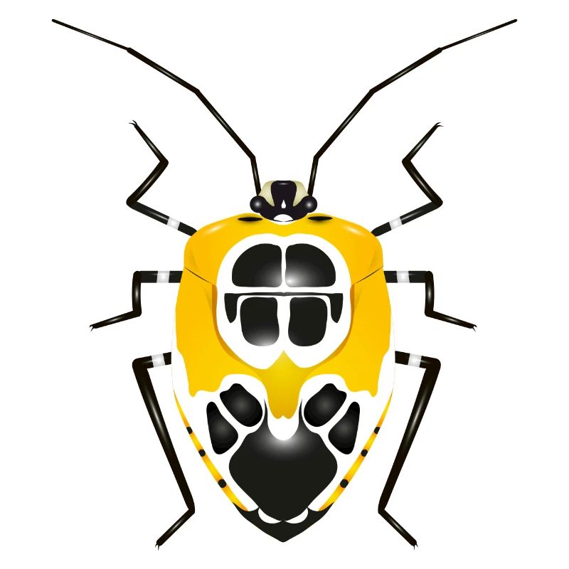 Runibia decorata Insecte rampant effrayant jaune noir