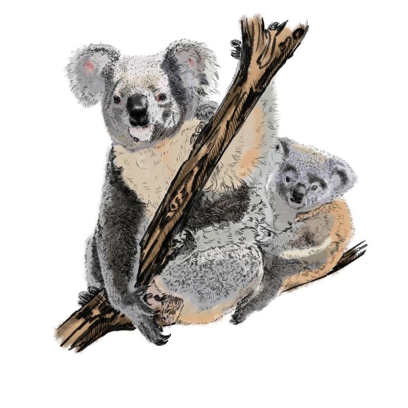 koala bear