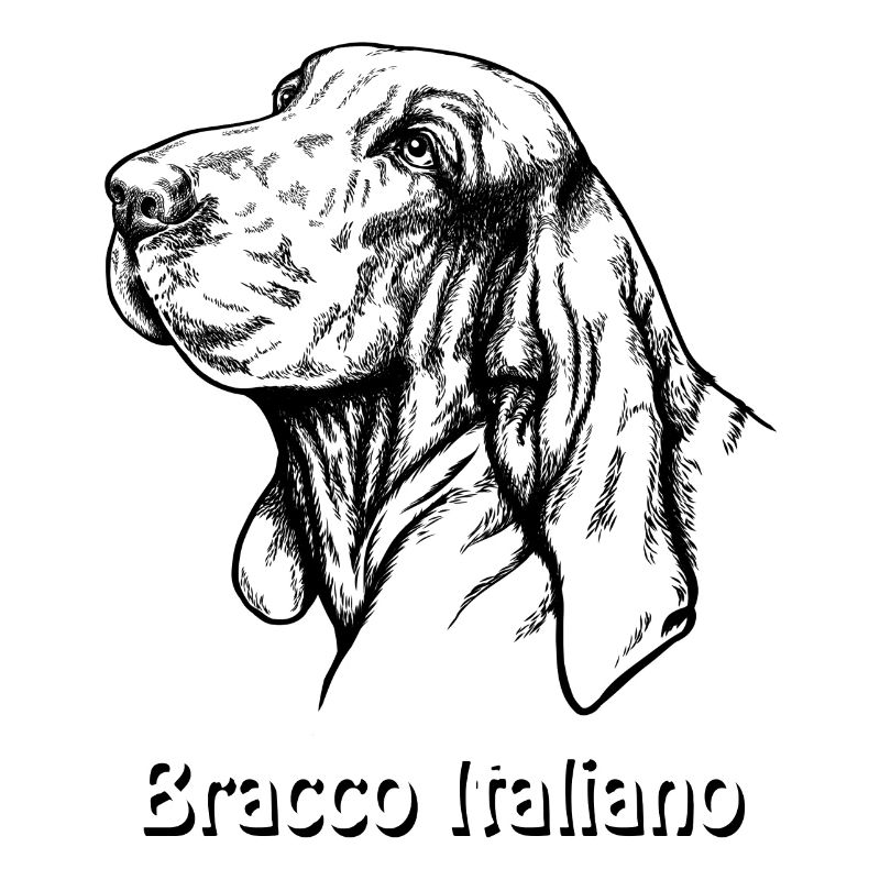 Bracco Italiano Portrait mit Text