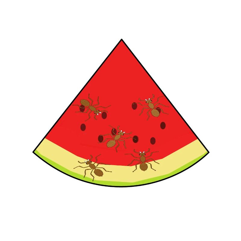melon, été, fourmis, fourmi, insecte