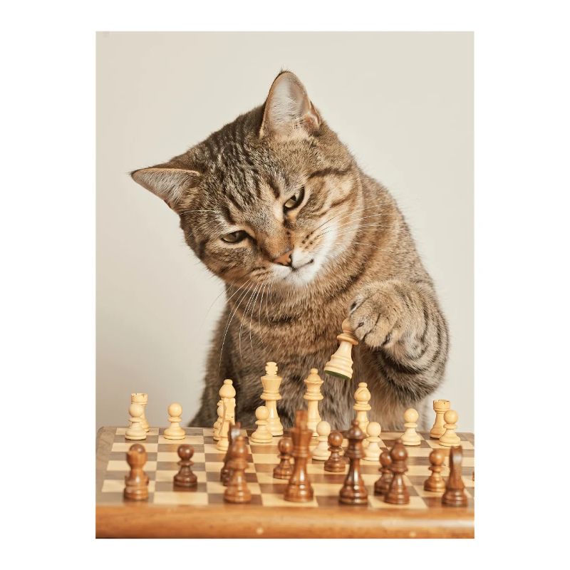 Chat jouant aux échecs