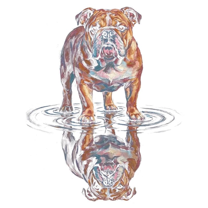 Reflet de l’eau du bouledogue