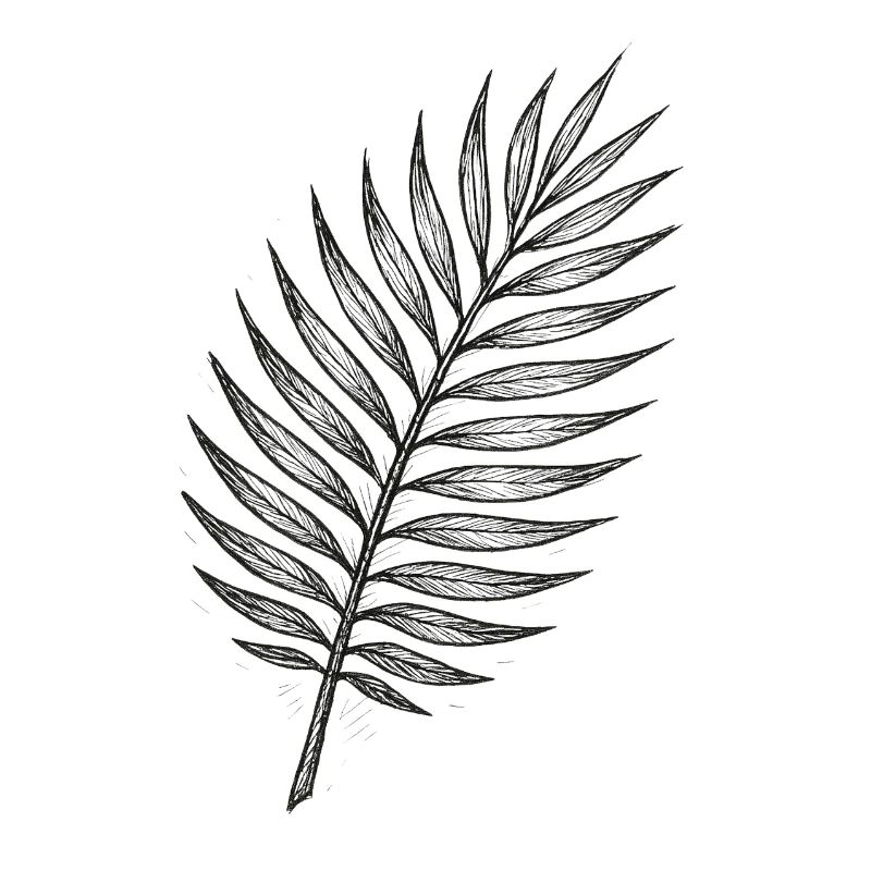 Black Palm Leaf Sketch