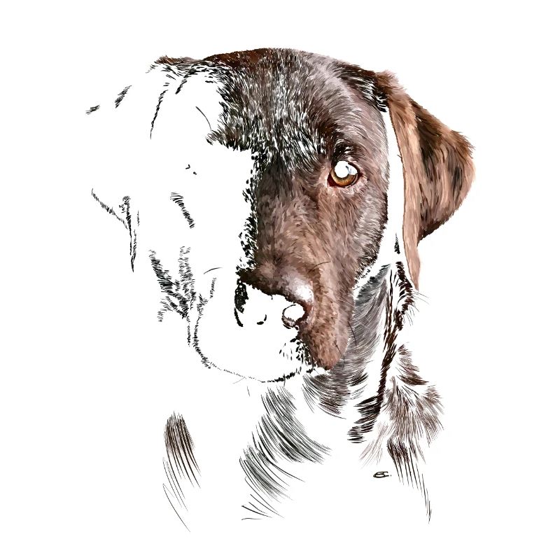 Labrador
