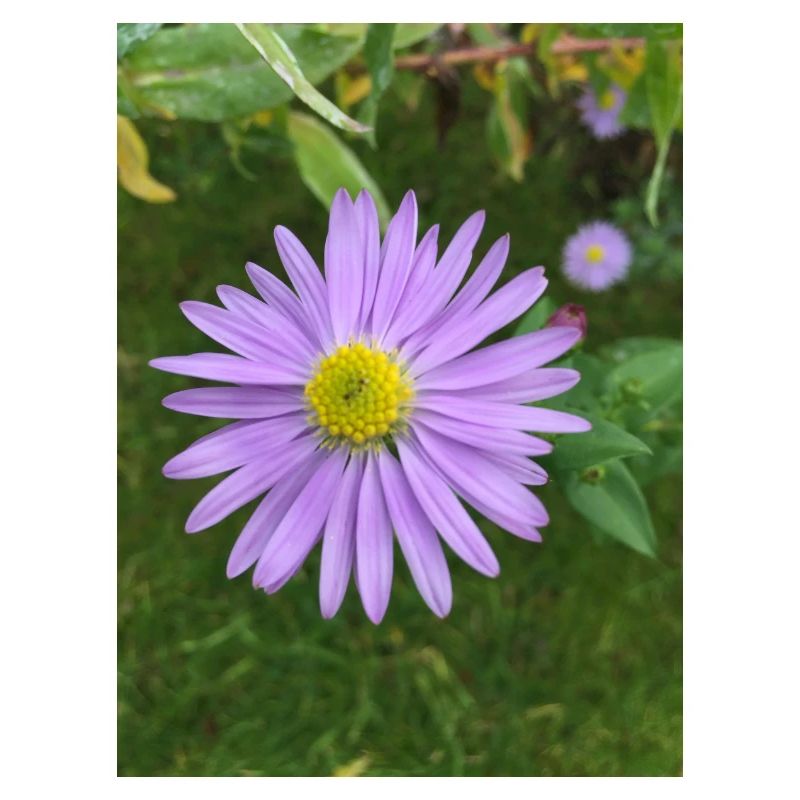fleur pourpre