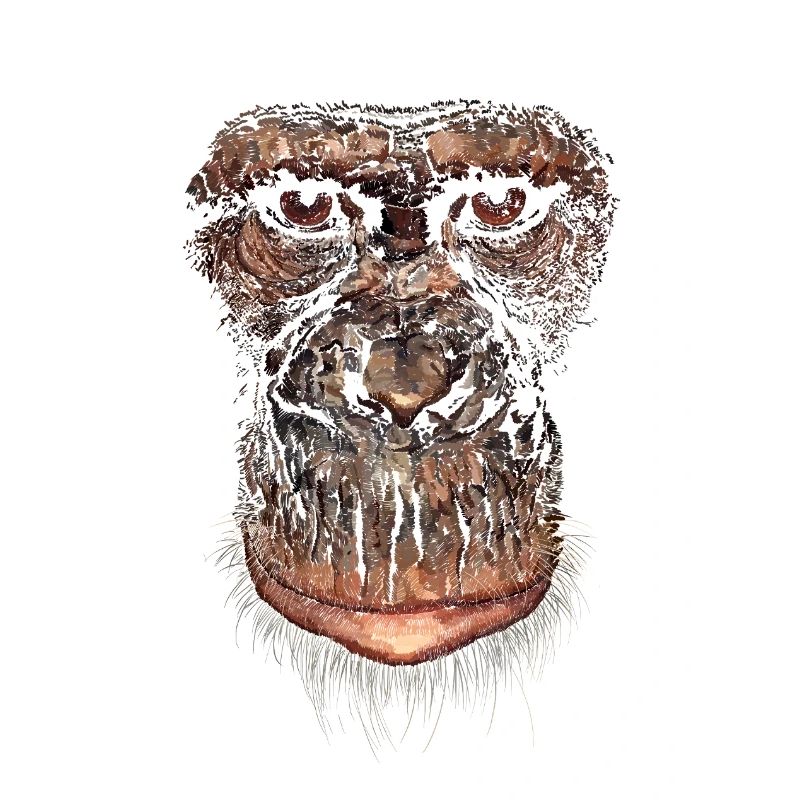 Affe