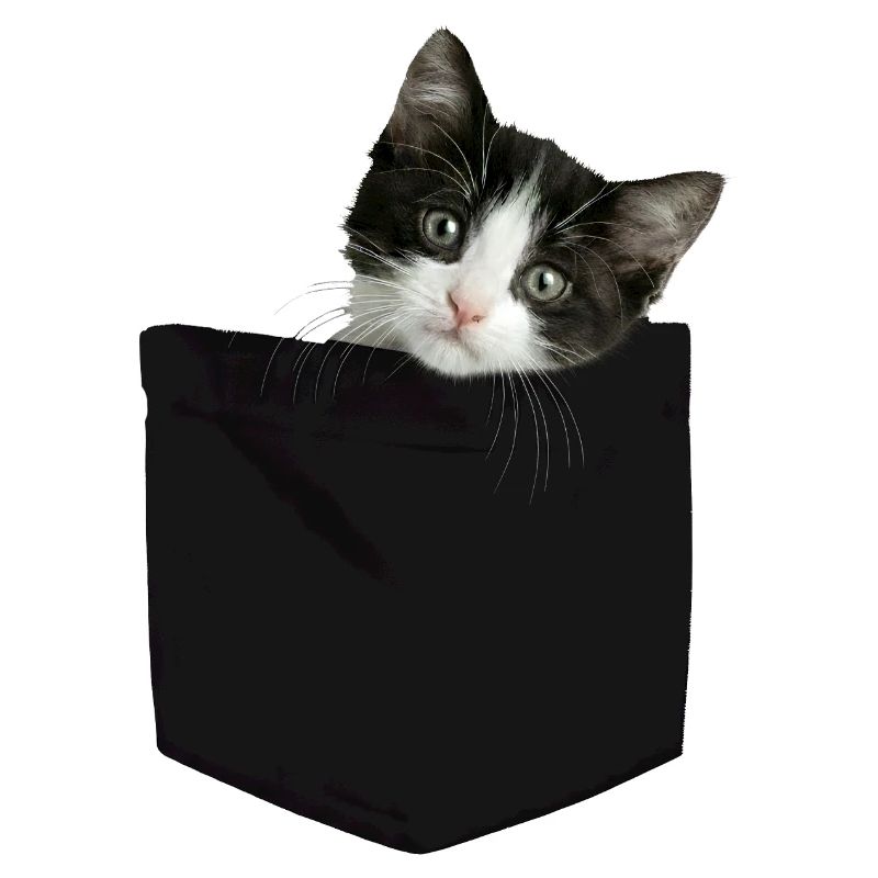 Cat Pocket jette un coup d’œil à un chat mignon dans la poche