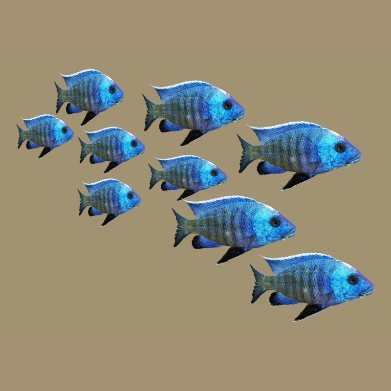 grouper perch fish
