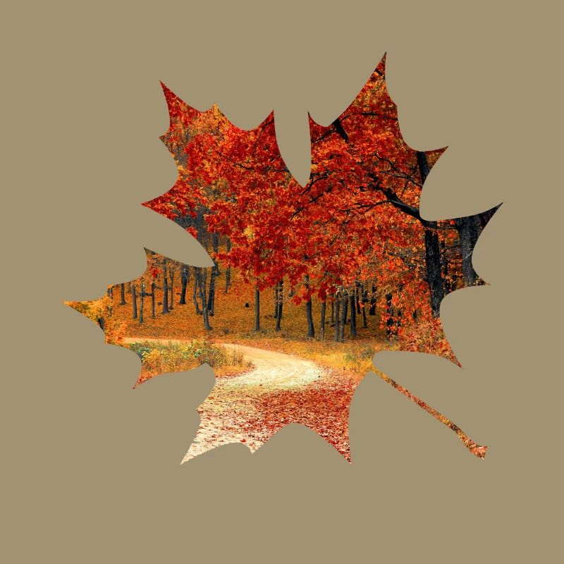 Autumn maple leaf forest foliage