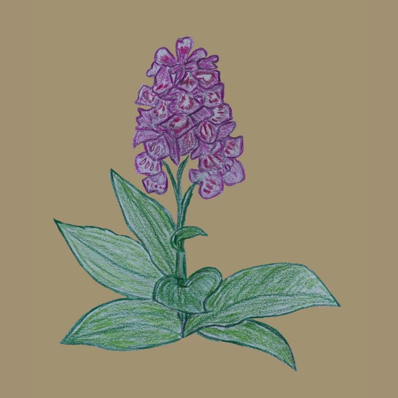 orchidée danoise