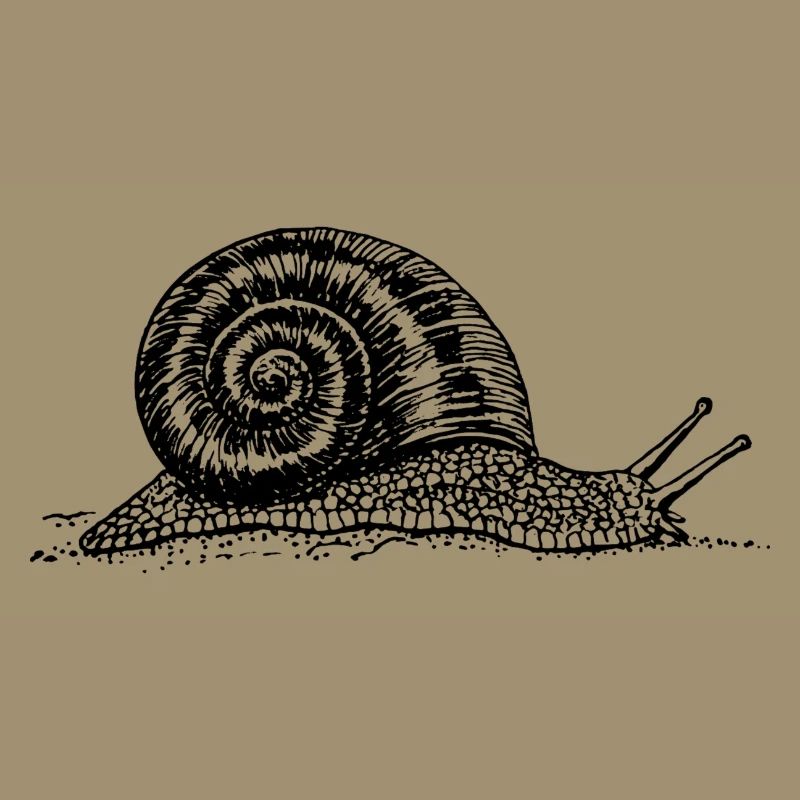 Black and withe snail