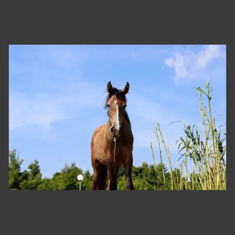Affiche Cheval Cheval
