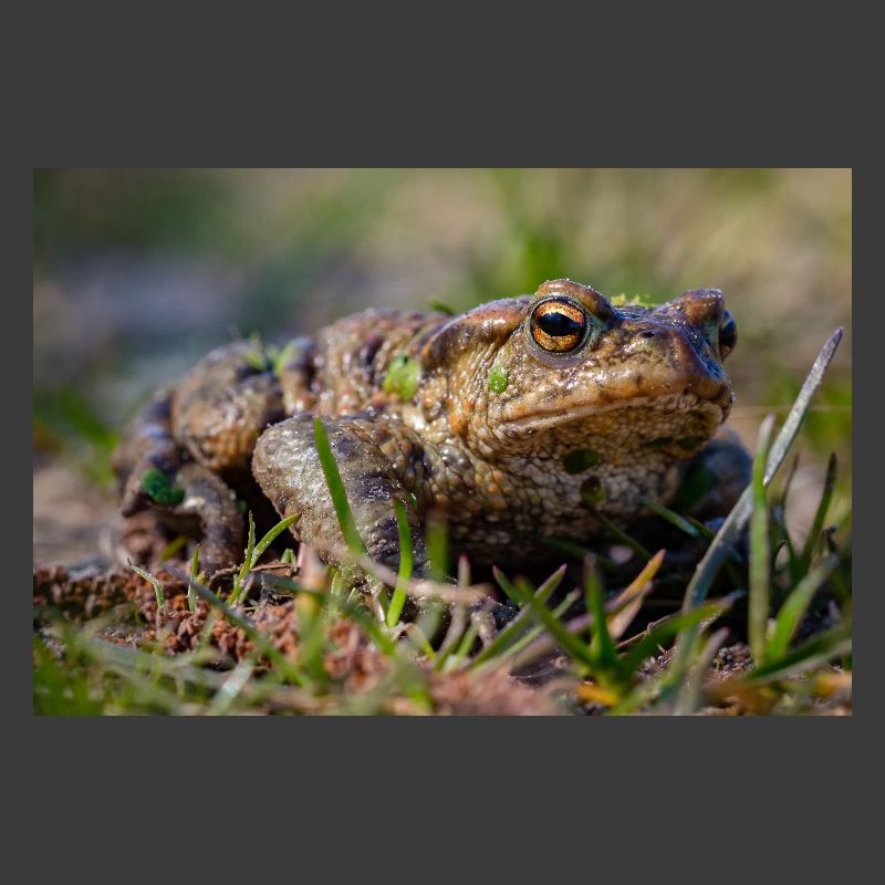 Gros plan d’un crapaud terrestre - Affiche