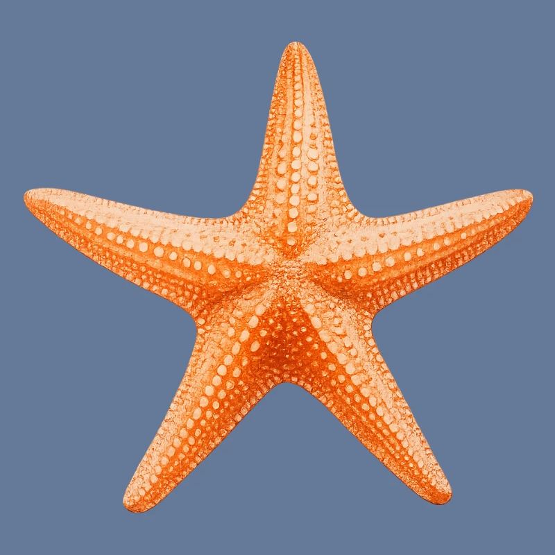Conception de la plage Orange Starfish