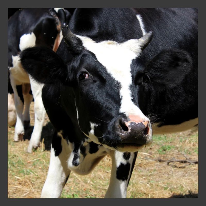 Affiche vache