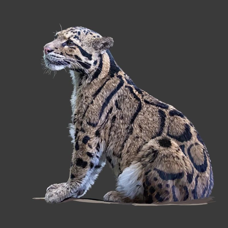 Clouded leopard