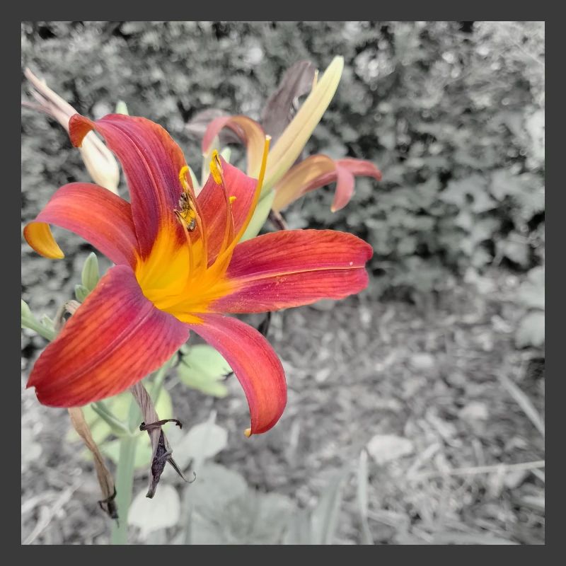 Contraste de couleurs éclatant comme un lycérophe