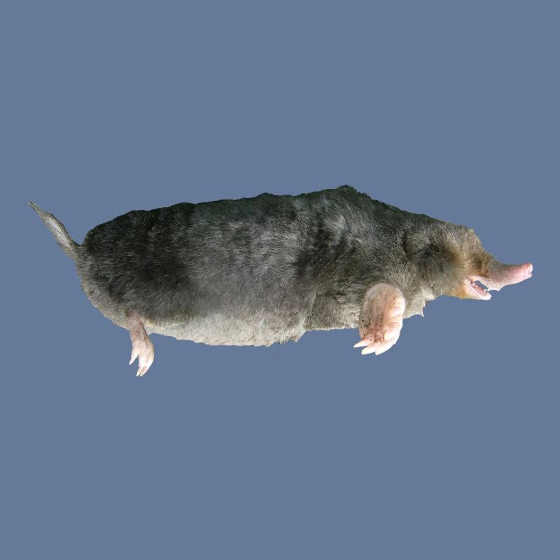 Mole