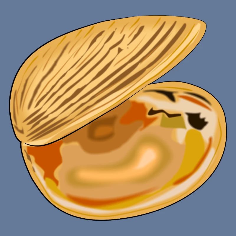 Shell unfolded