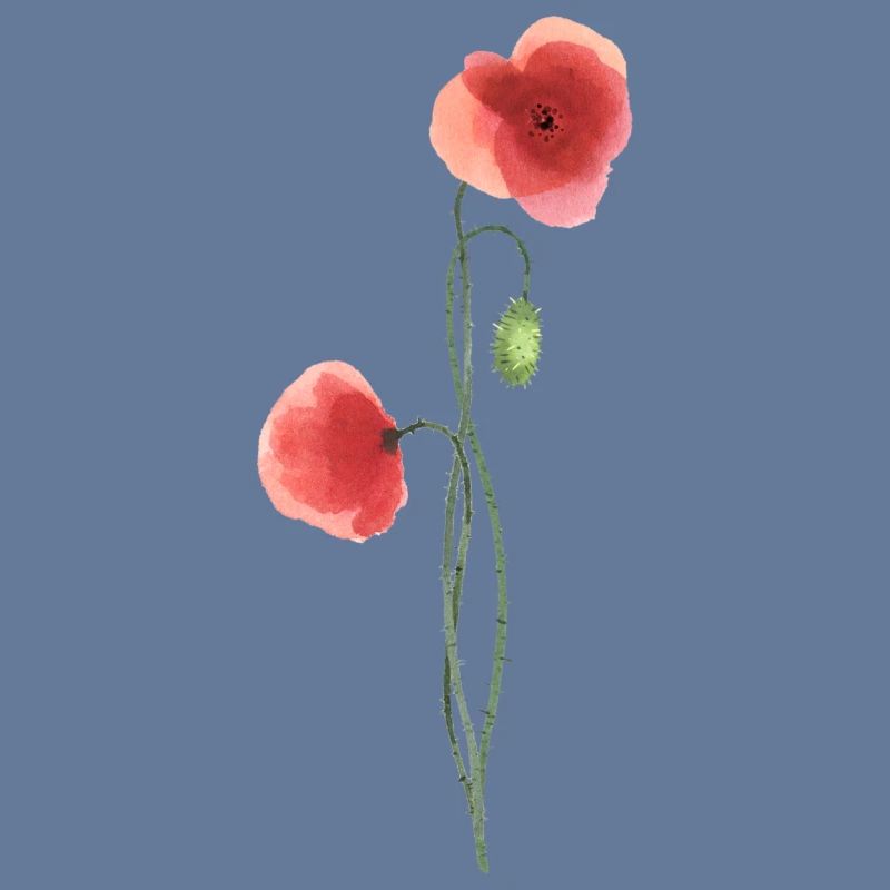 Flower: red poppy