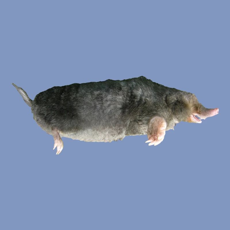 Mole