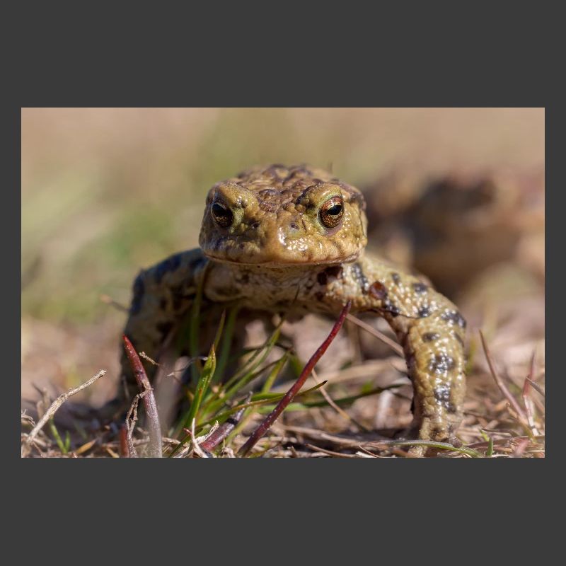Gros plan d’un crapaud terrestre - Affiche
