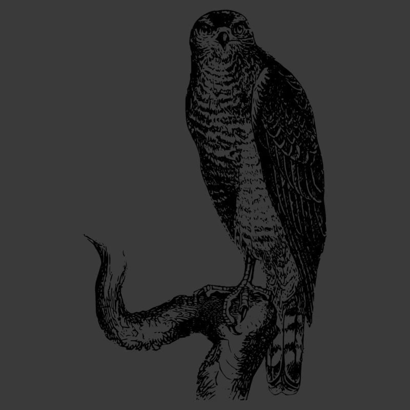hawk