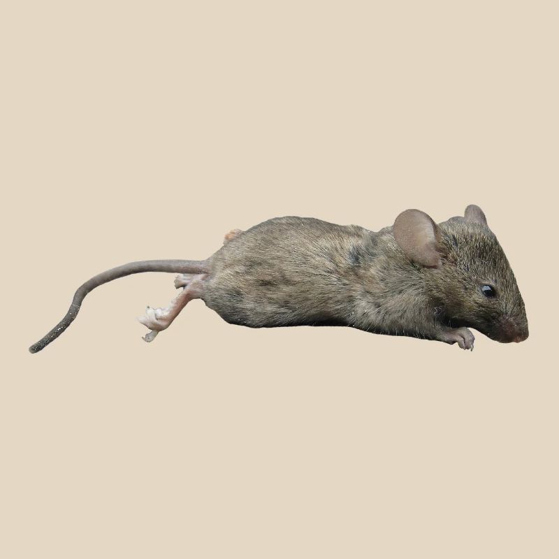Souris