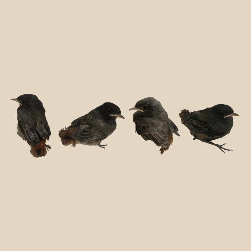 House redstart branches