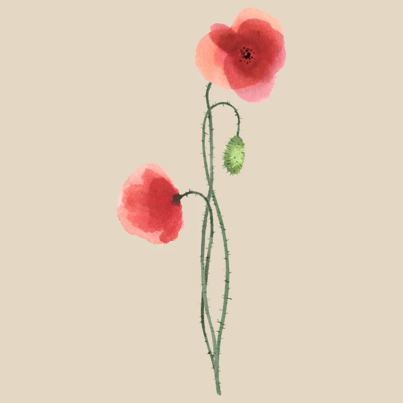 Fleur : coquelicot rouge