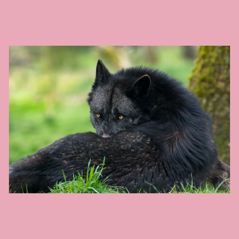 Schwarzer Wolf in Ruhe
