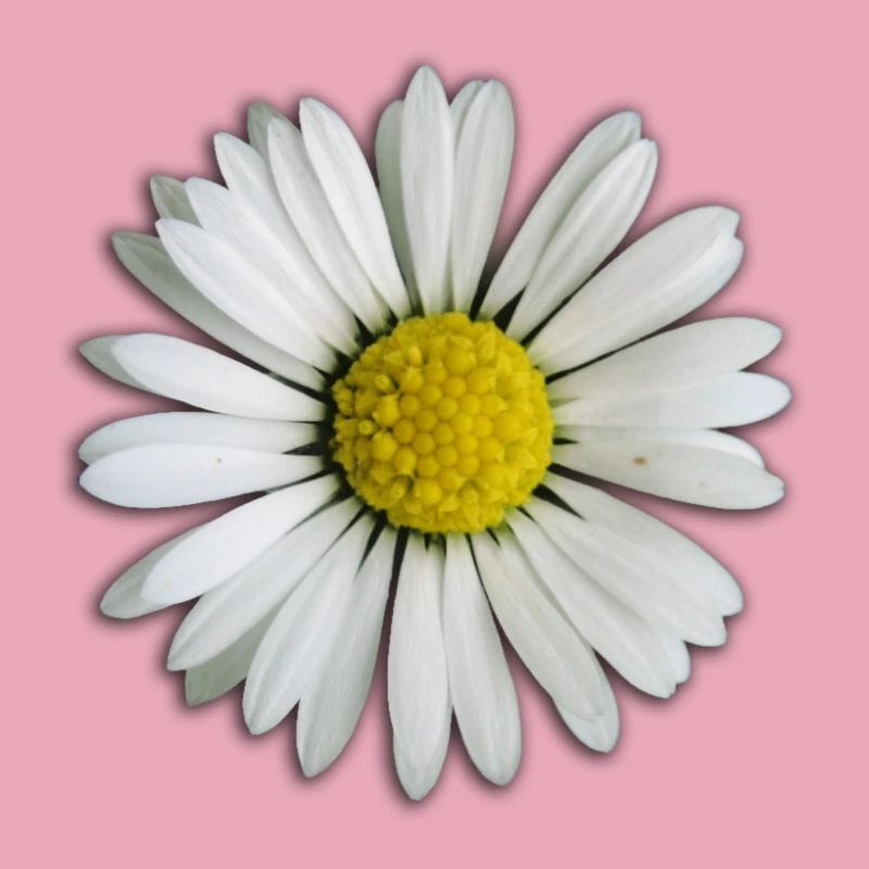 Gänseblümchen - Blume