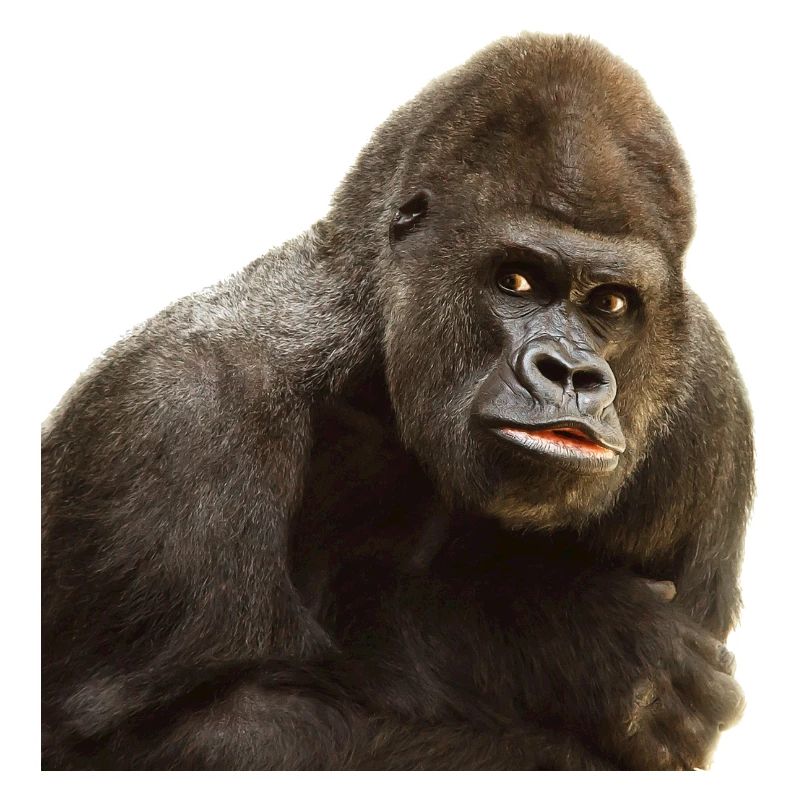 gorilla