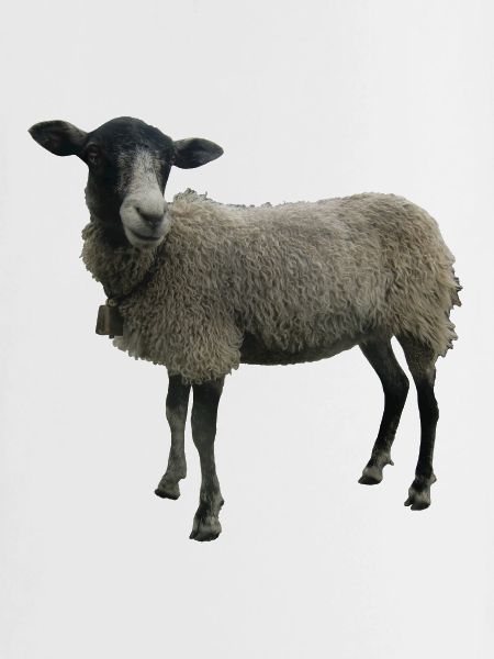 Schaf