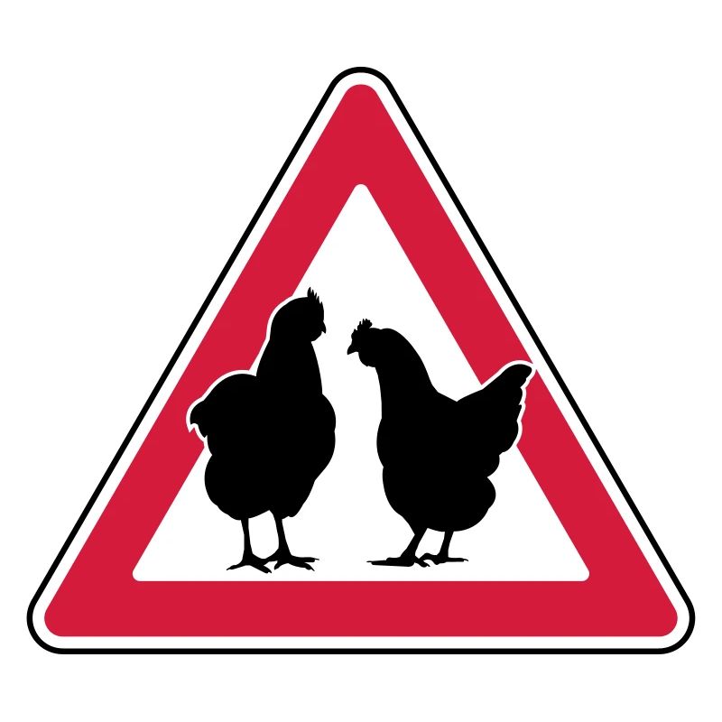 Chicken evening chicken attention free-range hens