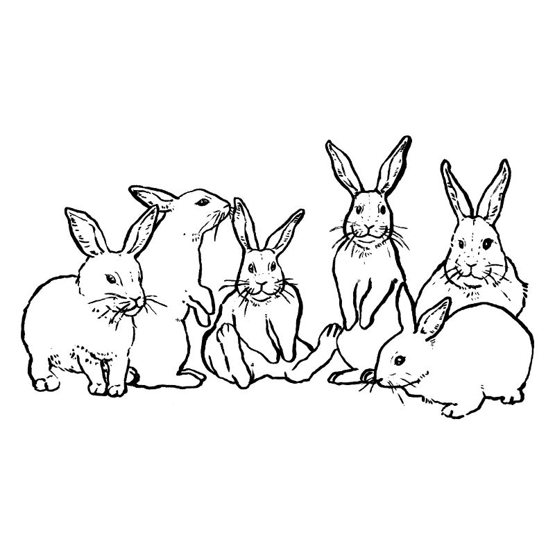BANDE DE LAPINS