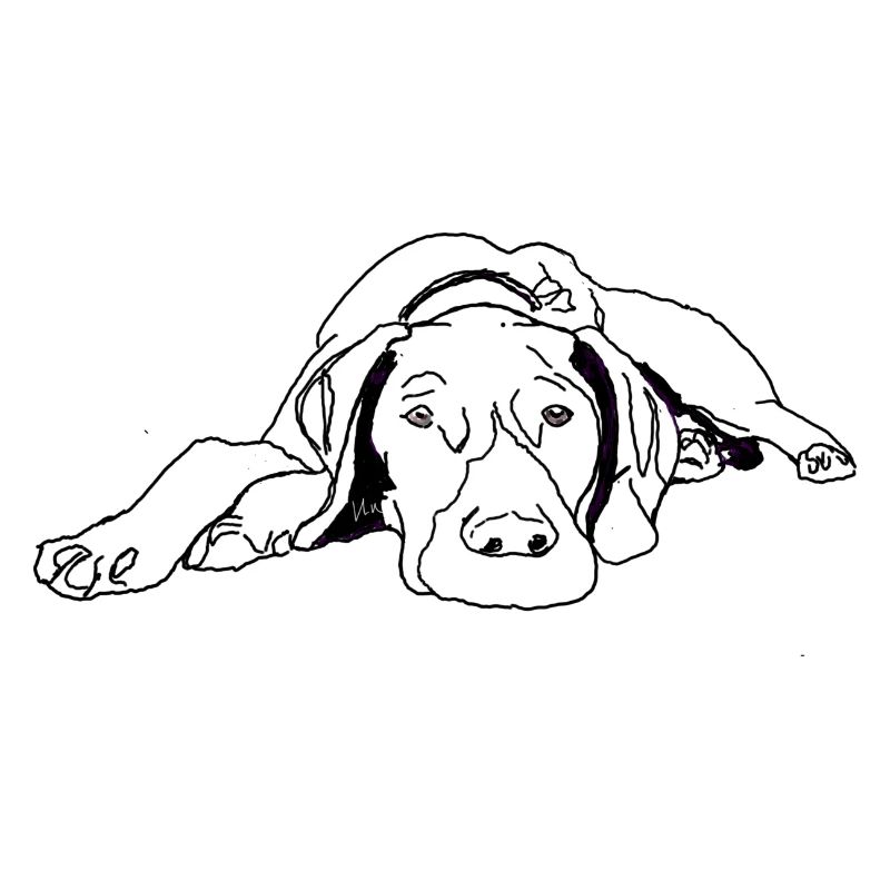 Pointer German Shorthair