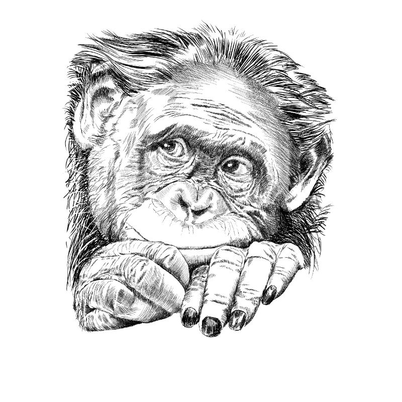 Monkey