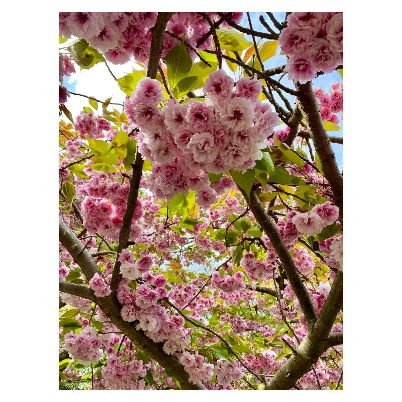 Cherry blossom magic in spring