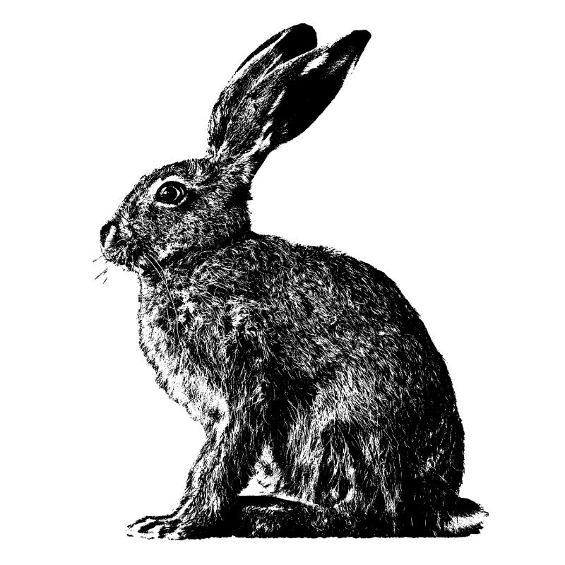 Rabbit / brown hare / Easter bunny ?