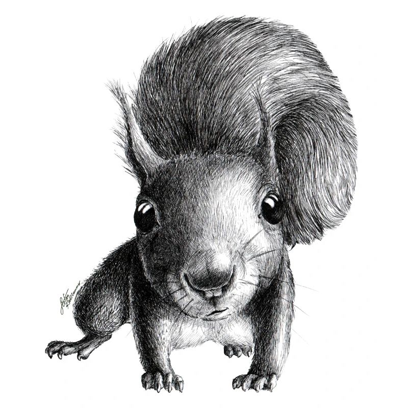 Squirrel