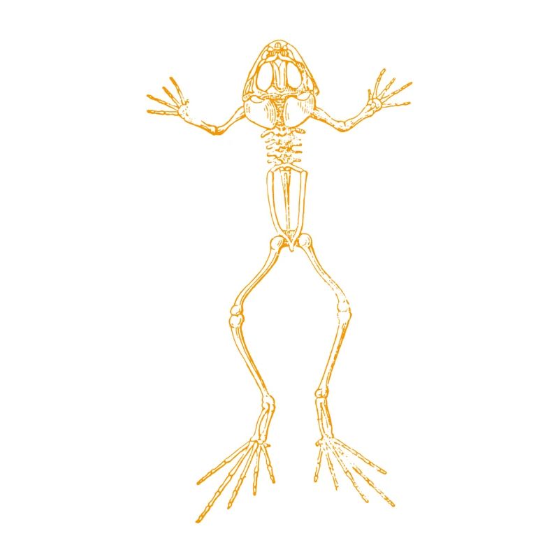 Frog Skeleton