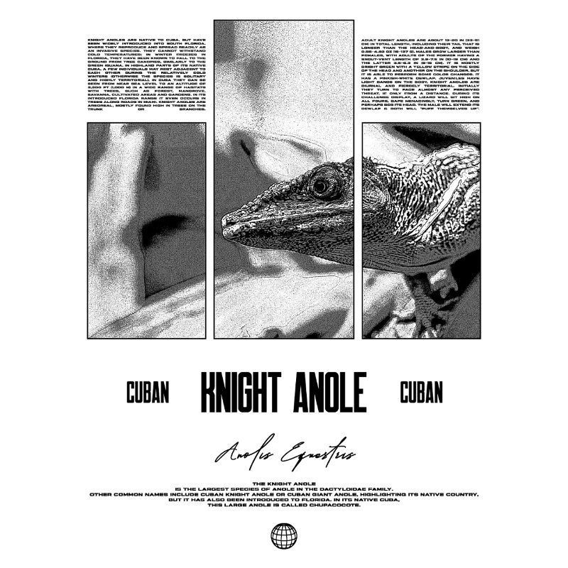 Cuban Knight Anole Lizard Owner Reptile Keeper