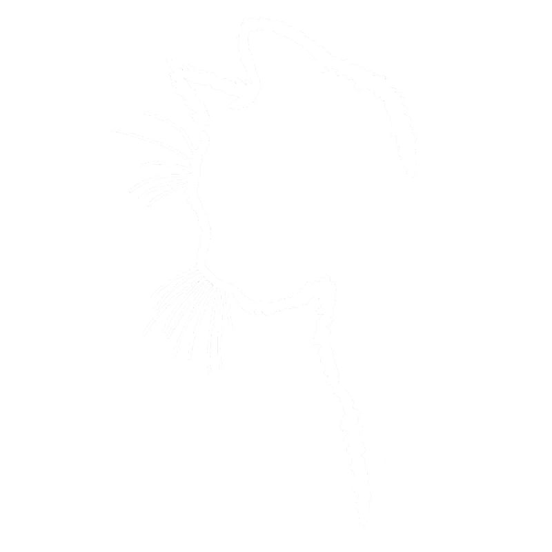 Silhouette de chat blanc
